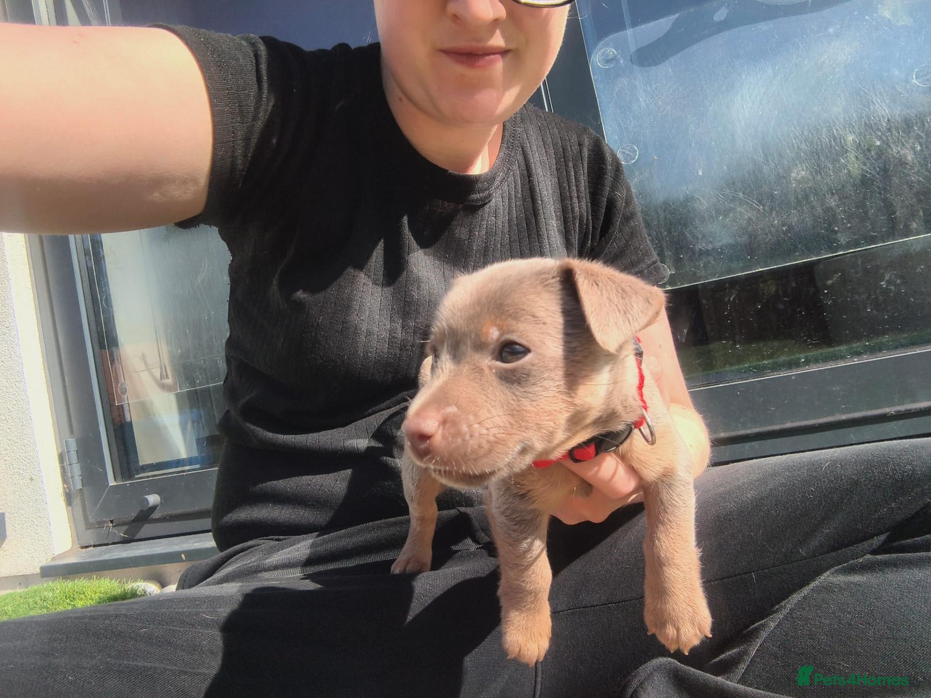 Jack Russell dogs Lilac & blue Jack Russell Wenlock puppies - Advert 2