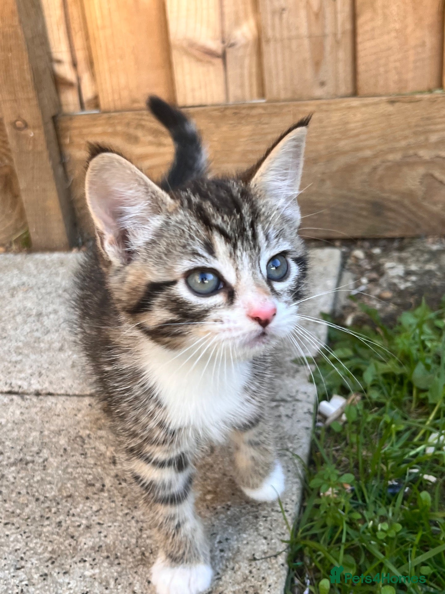 British Shorthair cats for sale: 4 kittens  - Advert 1