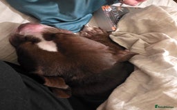Mixed Breed dogs for sale: Staff x american bull boy in need of a home - Image 4