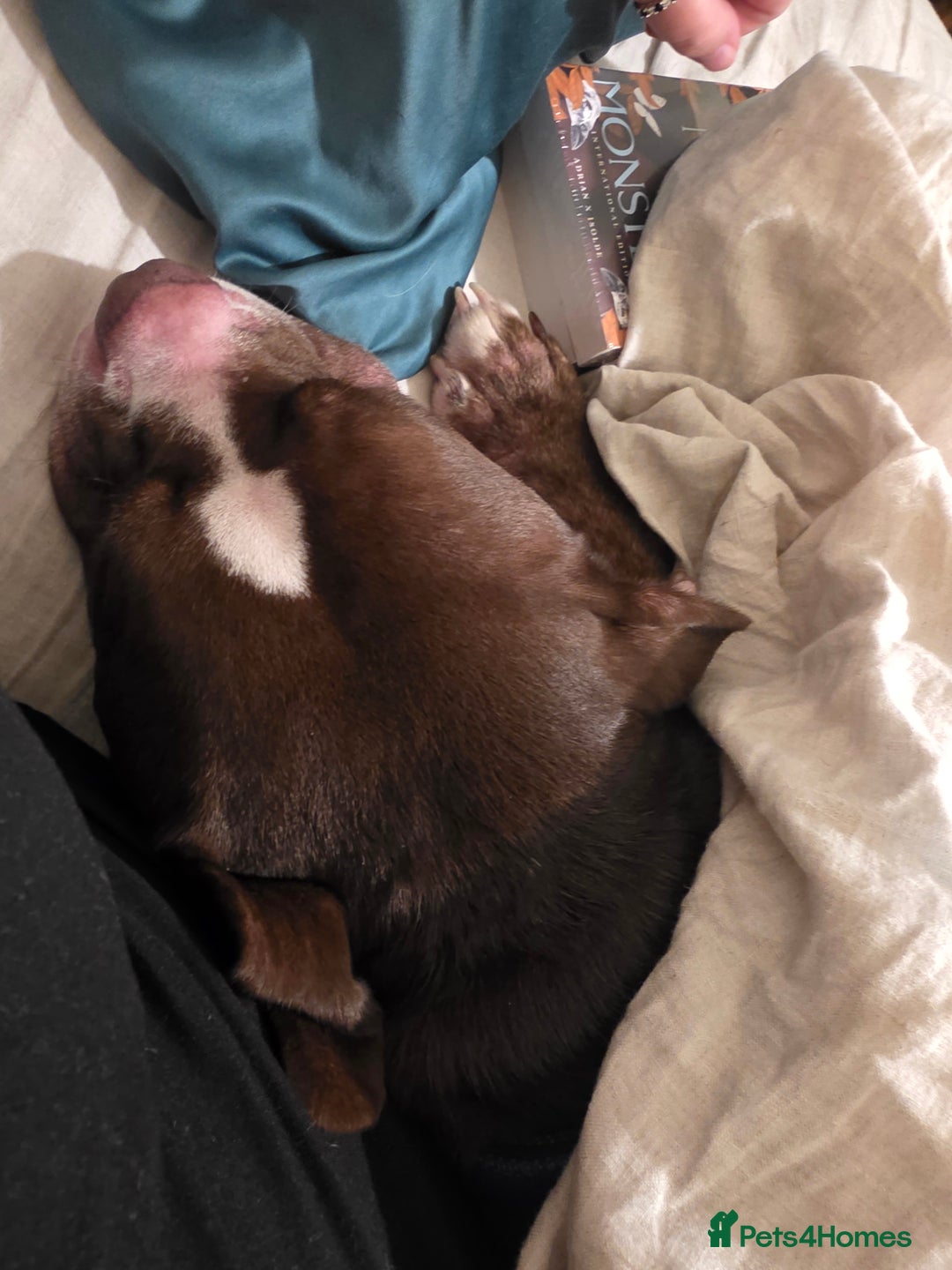 Mixed Breed dogs for sale: Staff x american bull boy in need of a home - Image 4