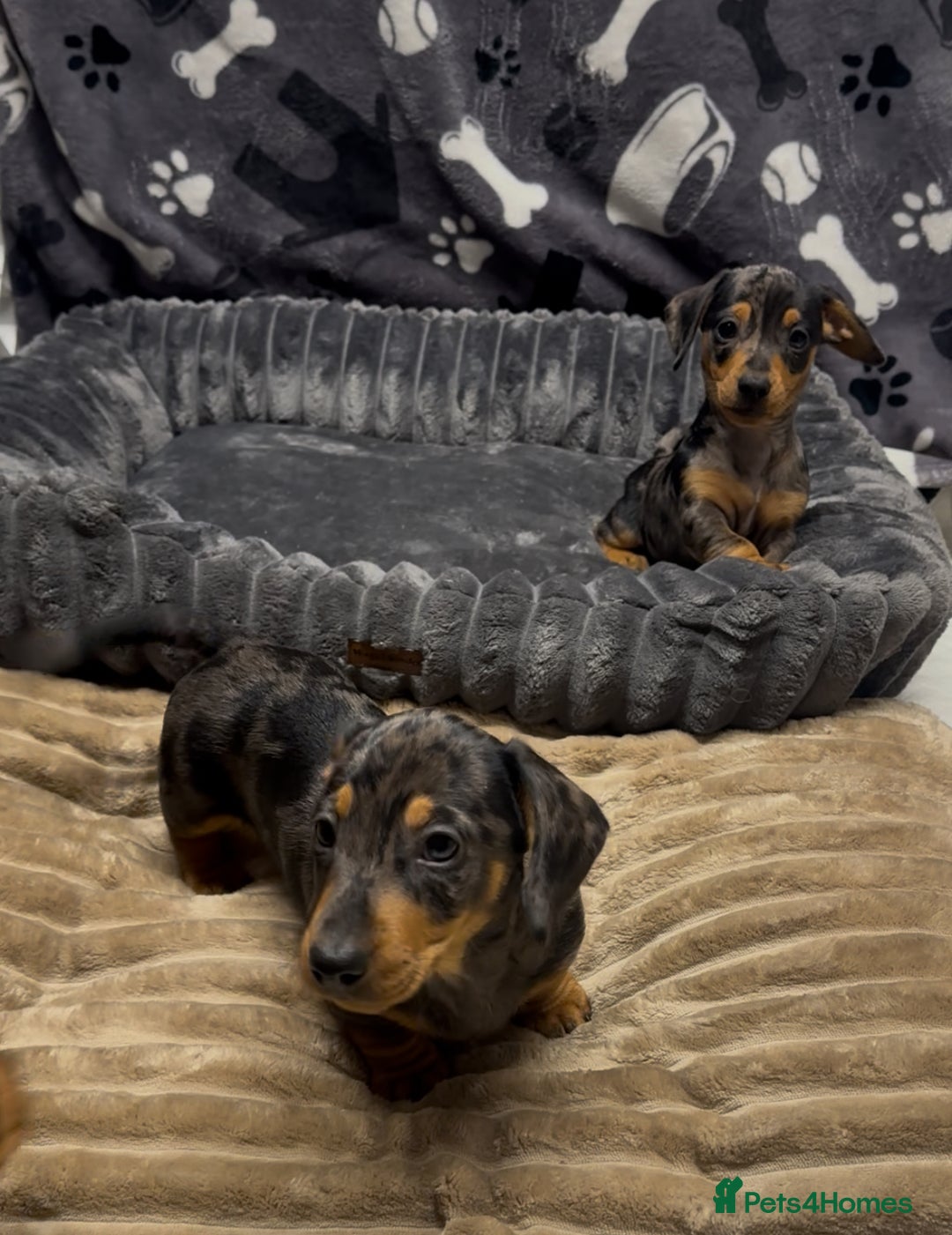 Miniature Dachshund dogs for sale: Miniature dachshund puppies - Image 1