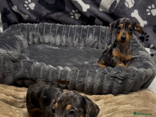 Miniature Dachshund dogs - Advert 16