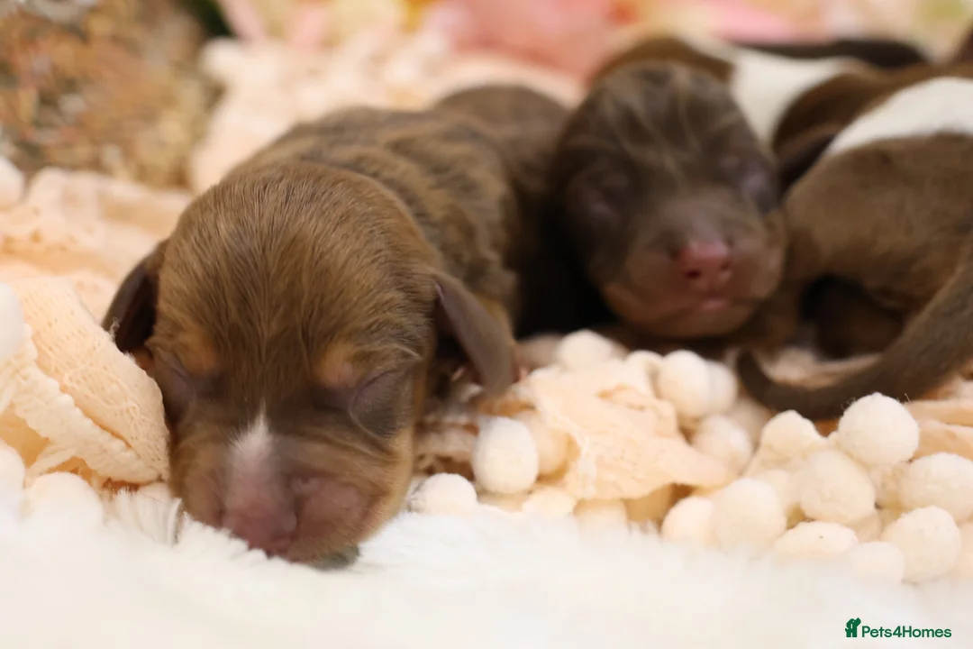 Miniature Dachshund dogs for sale: KC Miniature Dachshund Puppies - Advert 8