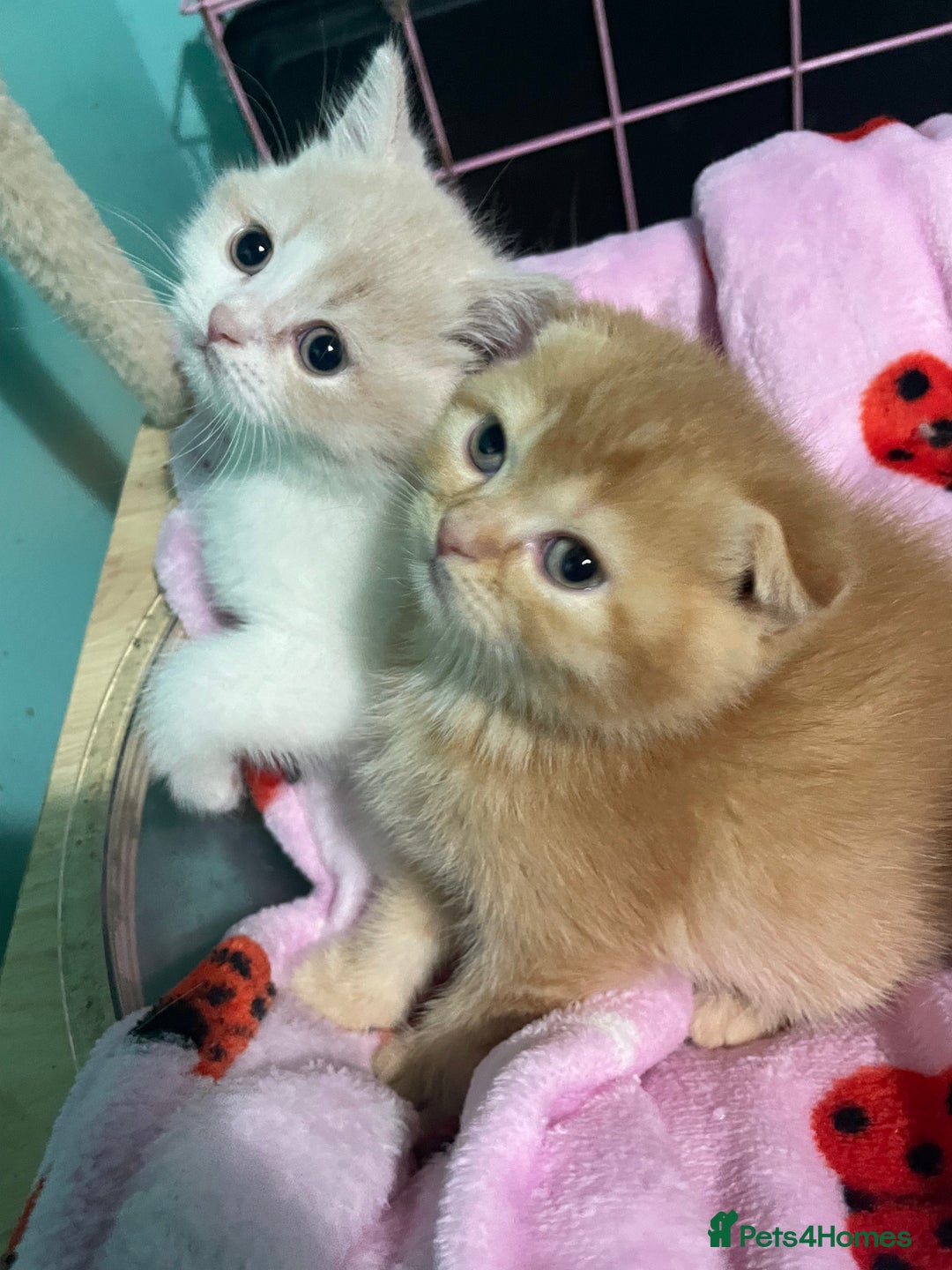 Scottish Fold cats for sale: Scottish fold - Advert 7