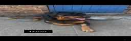 Rottweiler dogs for sale: 4 stunning Rottweiler pups available  - Advert 11