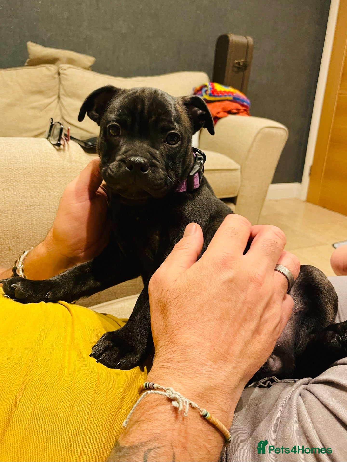 Staffordshire Bull Terrier dogs 🐾 KC Reg 4 Beautiful Black Staffy Puppies🩷🩷🩷💙 - Advert 2