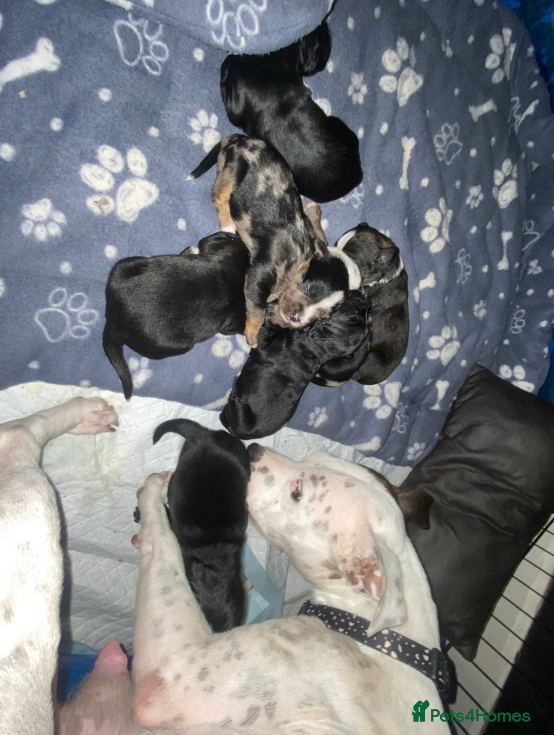 Mixed Breed dogs for sale: Staffypoos for sale - Advert 5