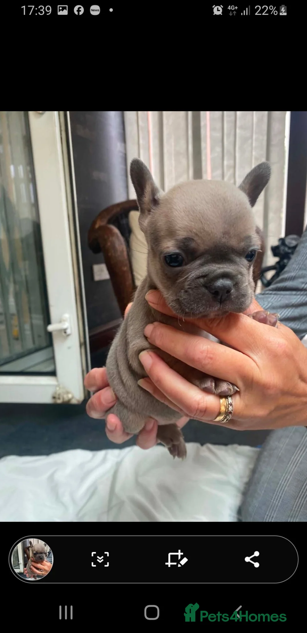 French Bulldog dogs for sale: Frenchies in Leeds - Advert 8