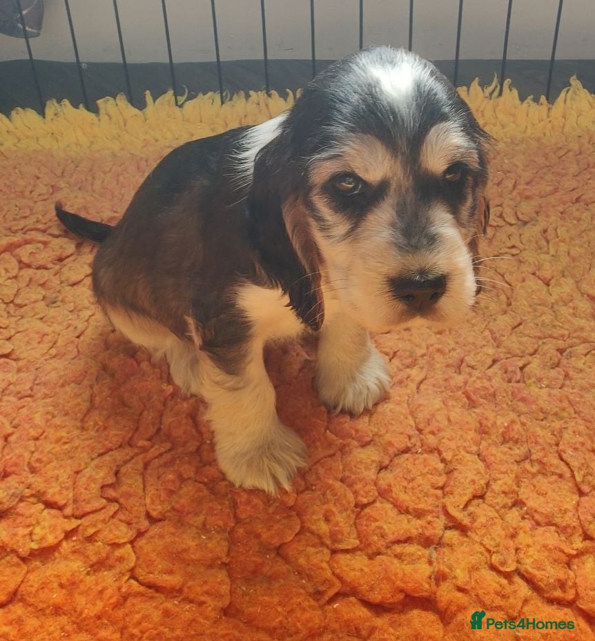 Cocker Spaniel dogs Stunning Show Type Cocker Spaniels  - Advert 1