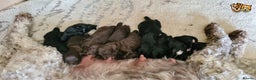Miniature Poodle dogs for stud: Russet Red Health Tested Miniature Poodle Stud in Warwick - Advert 5