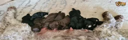 Miniature Poodle dogs for stud: Russet Red Health Tested Miniature Poodle Stud in Warwick - Advert 5
