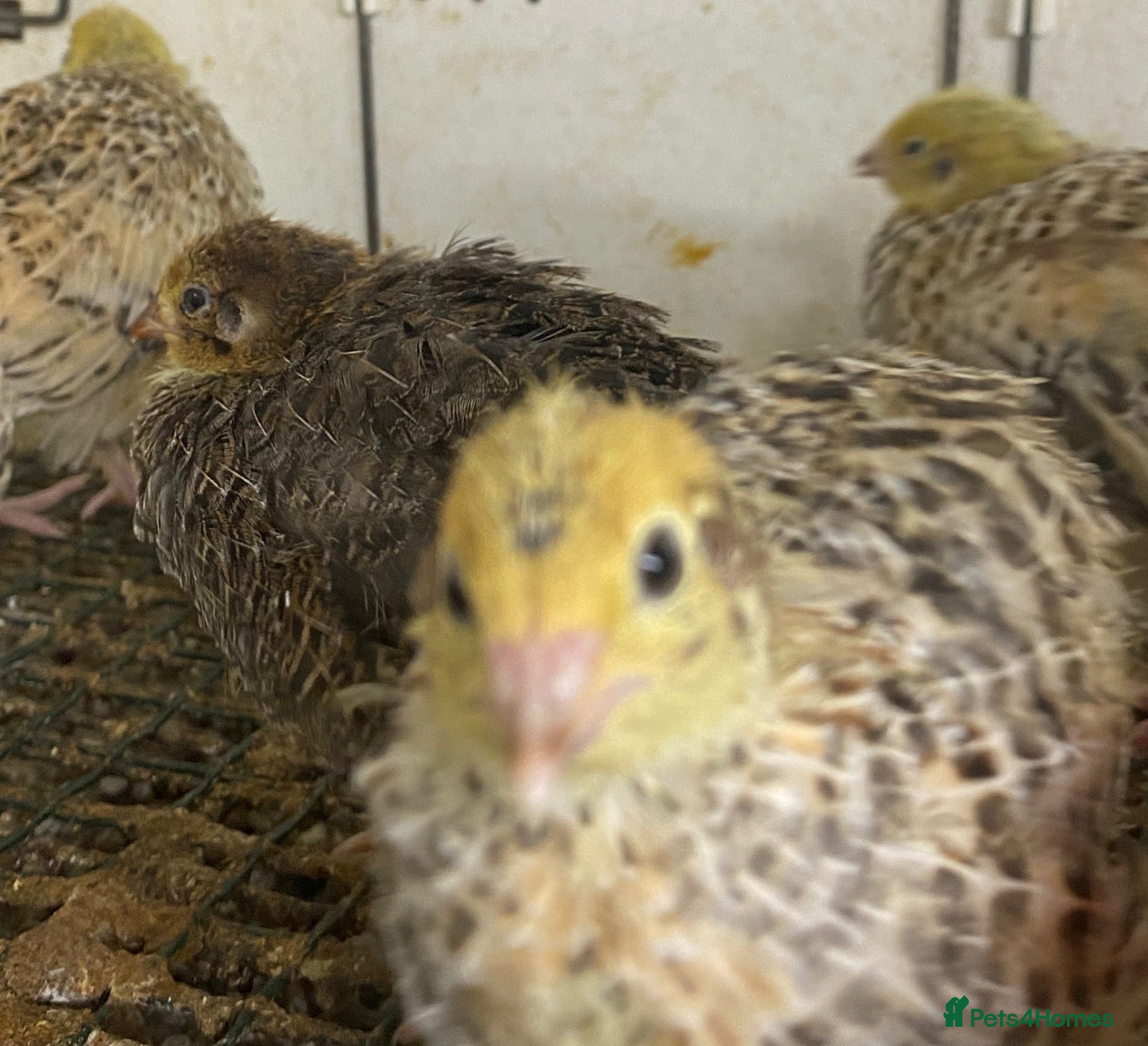 Quail poultry Jumbo white/tuxcedo quails  - Advert 19