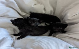 British Shorthair cats for sale: Black Slightly Fluffy Kittens  - Image 1