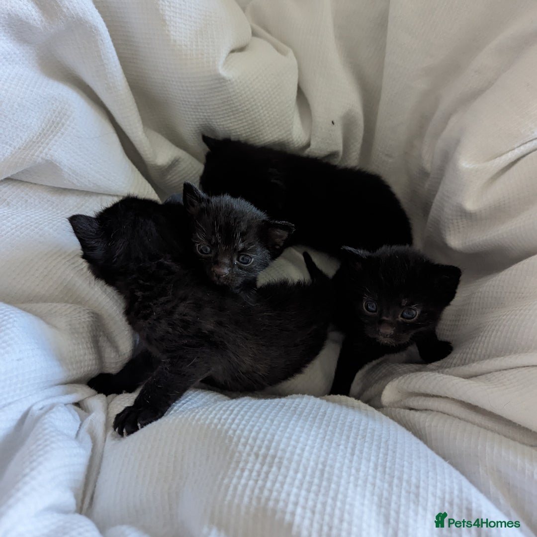 British Shorthair cats for sale: Black Slightly Fluffy Kittens  - Image 1
