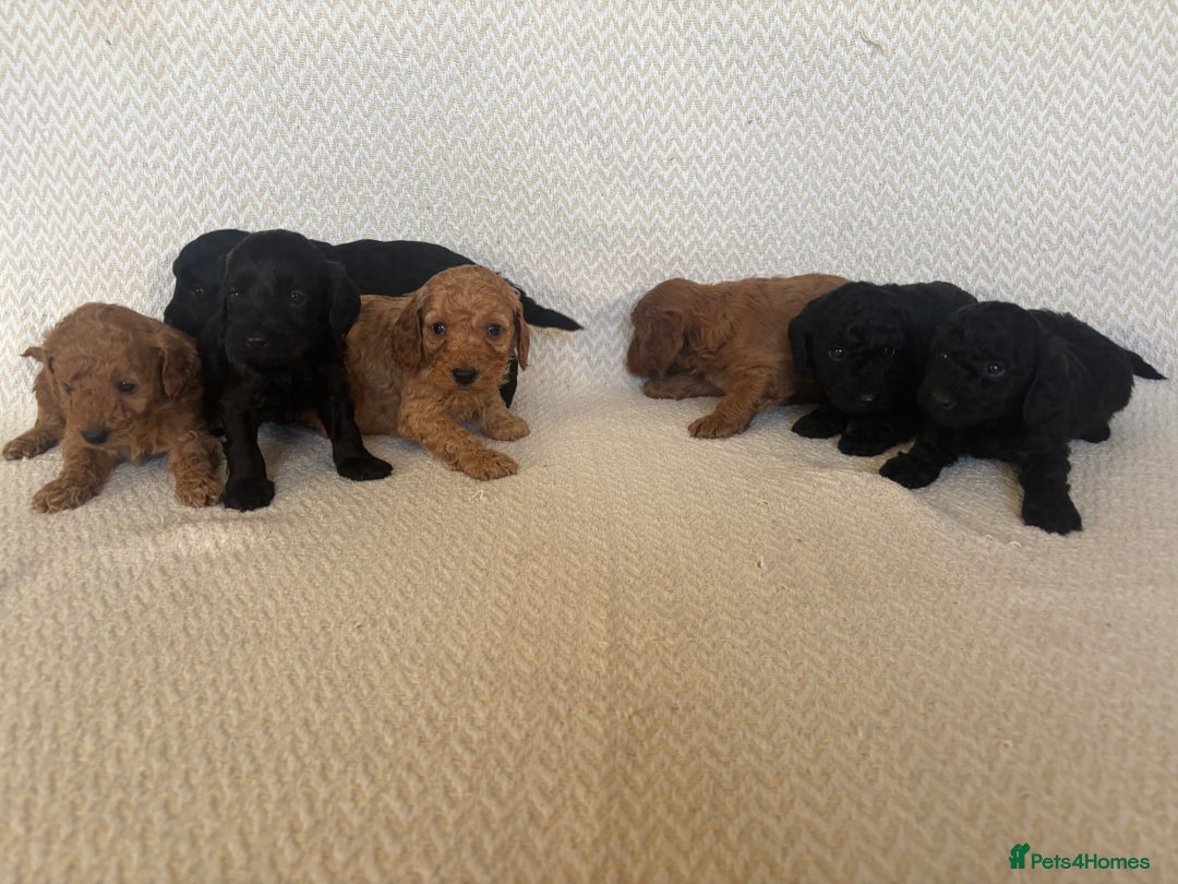 Cockapoo dogs for sale: Cockapoo puppies - Advert 17