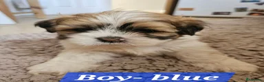Boy- Blue- Baileys
