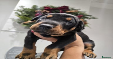 Dobermann dogs 🥇European Champion Line Dobermann puppies 🐶 🏆  - Advert 7