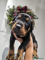 Dobermann dogs 🥇European Champion Line Dobermann puppies 🐶 🏆 - Advert 7