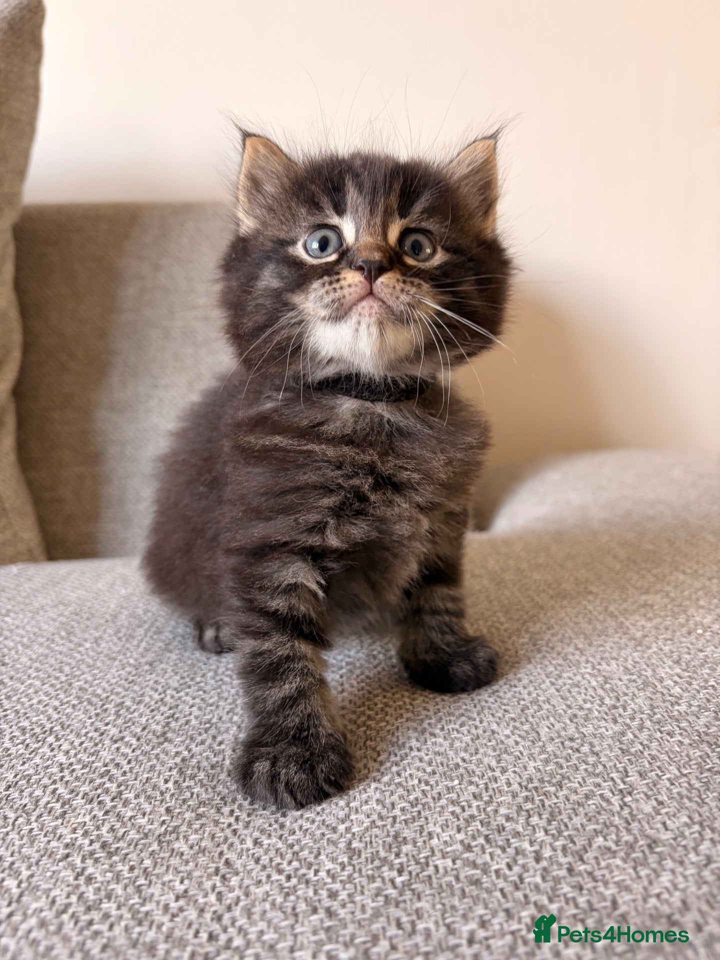 Maine Coon cats Maine coon x BSH Fluffy boys - Advert 13