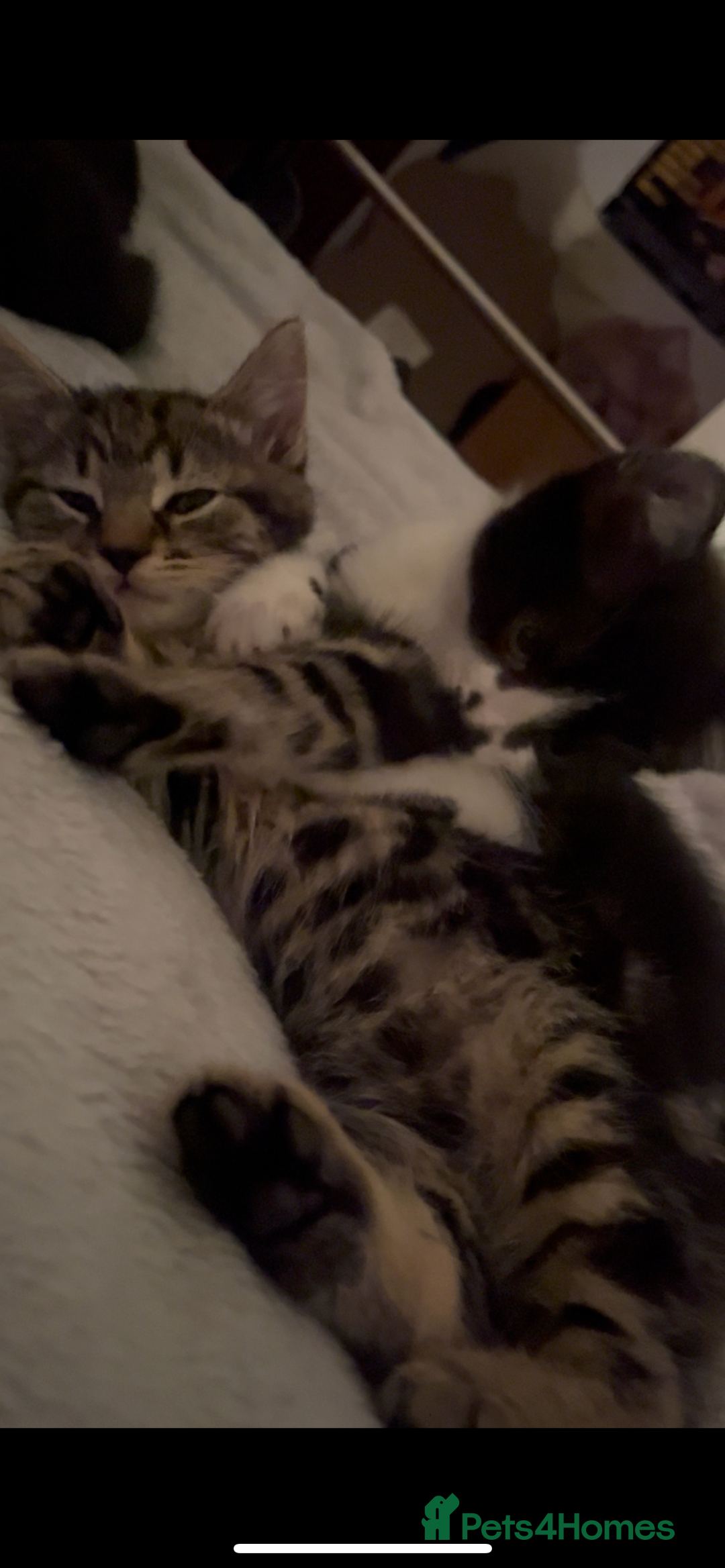 Mixed Breed cats for sale: Kittens for sale  - Advert 4