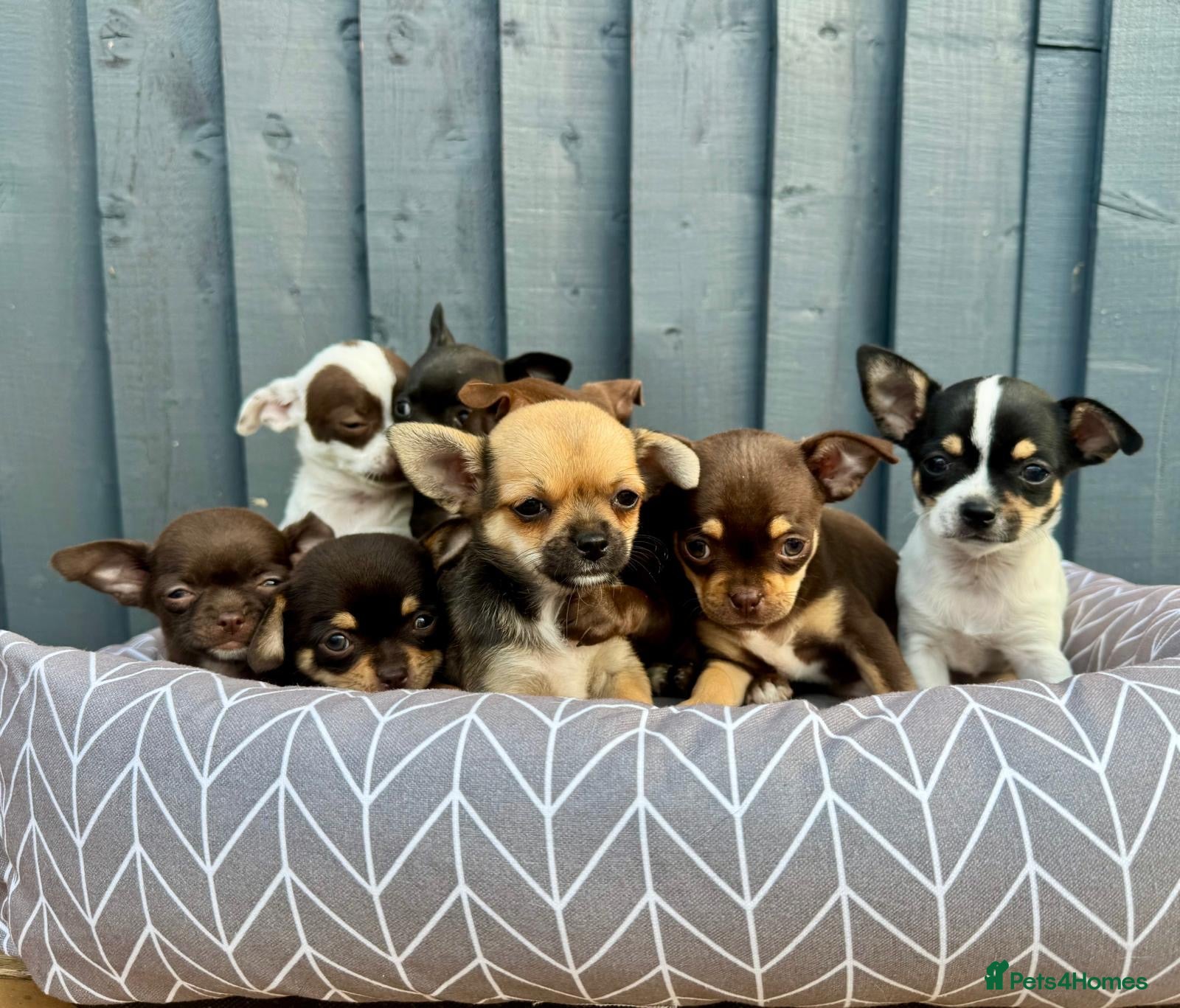 Chihuahua dogs Chihuahua  - Advert 6