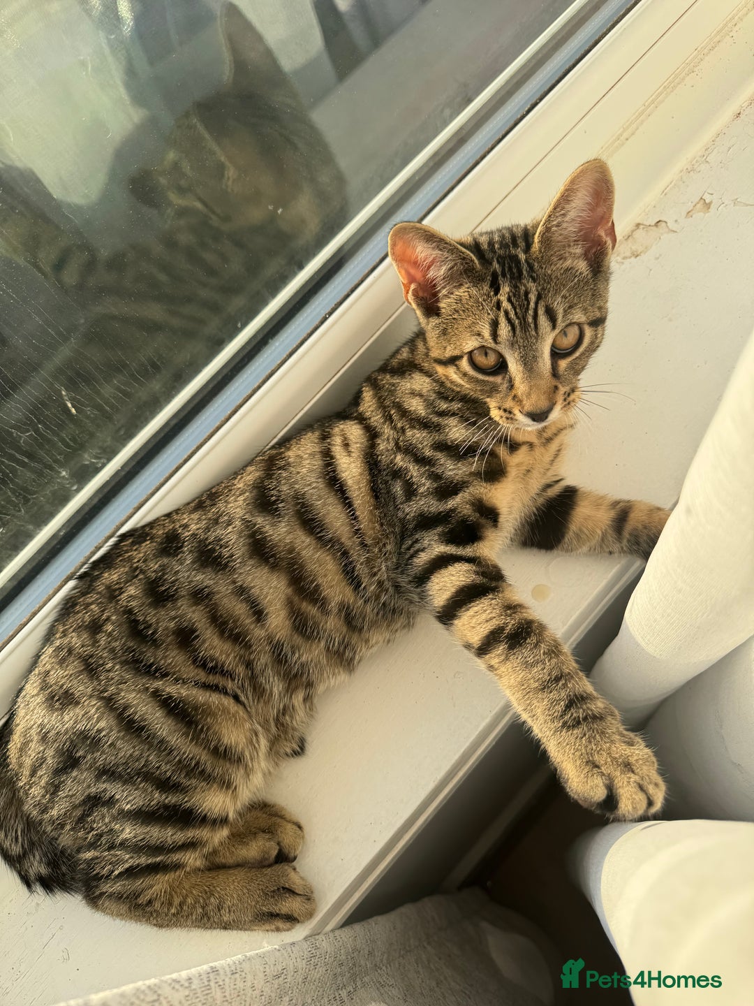 Mixed Breed cats for sale: Miss Susona  - Image 3