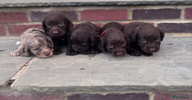 Cocker Spaniel dogs - Advert 7
