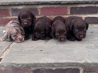 Cocker Spaniel dogs for sale - Advert 1