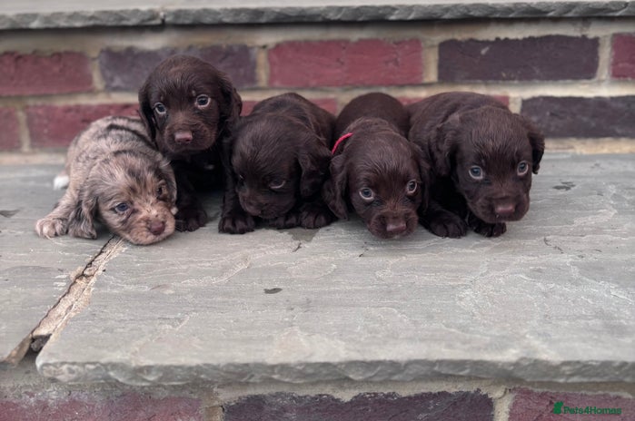 Cocker Spaniel dogs - Advert 1