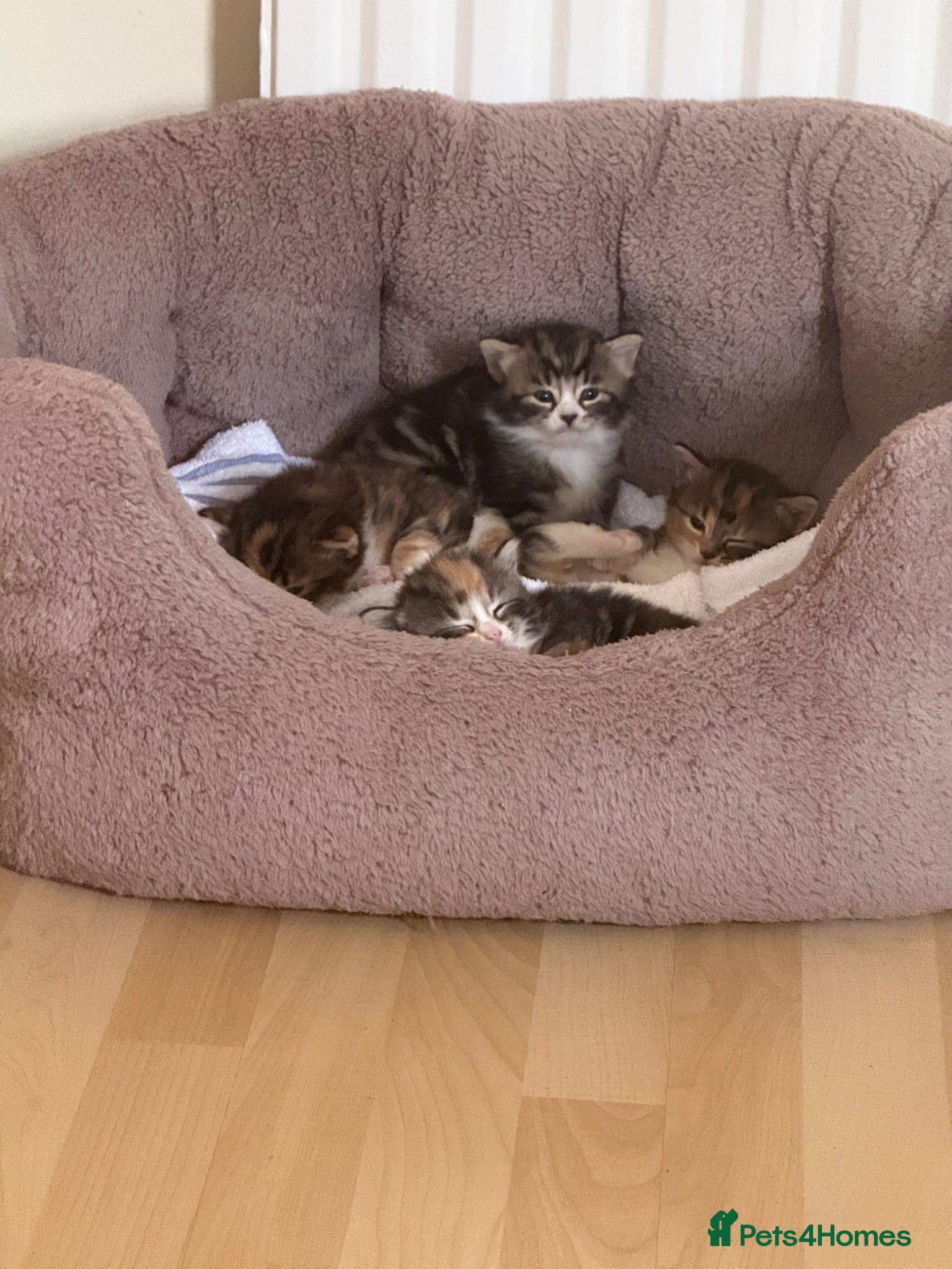 British Longhair cats for sale: 🐾 Stunning British Longhair Kittens for Sale 🐾 in Wembley - Advert 10