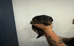 Rottweiler dogs for sale: 🐾 STUNNING ROTTWEILER PUPPIES FOR SALE! 🐾 - Image 9