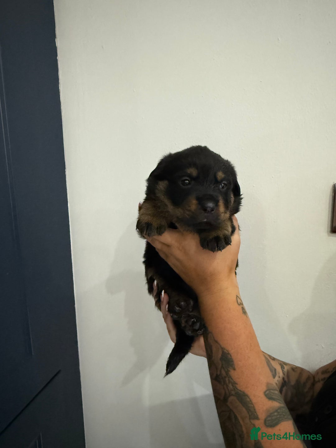 Rottweiler dogs for sale: 🐾 STUNNING ROTTWEILER PUPPIES FOR SALE! 🐾 - Image 9