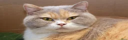British Shorthair cats for sale: Stunning TICA Registered Lilac Boy - Advert 6