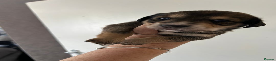 Mixed Breed Puppy 3