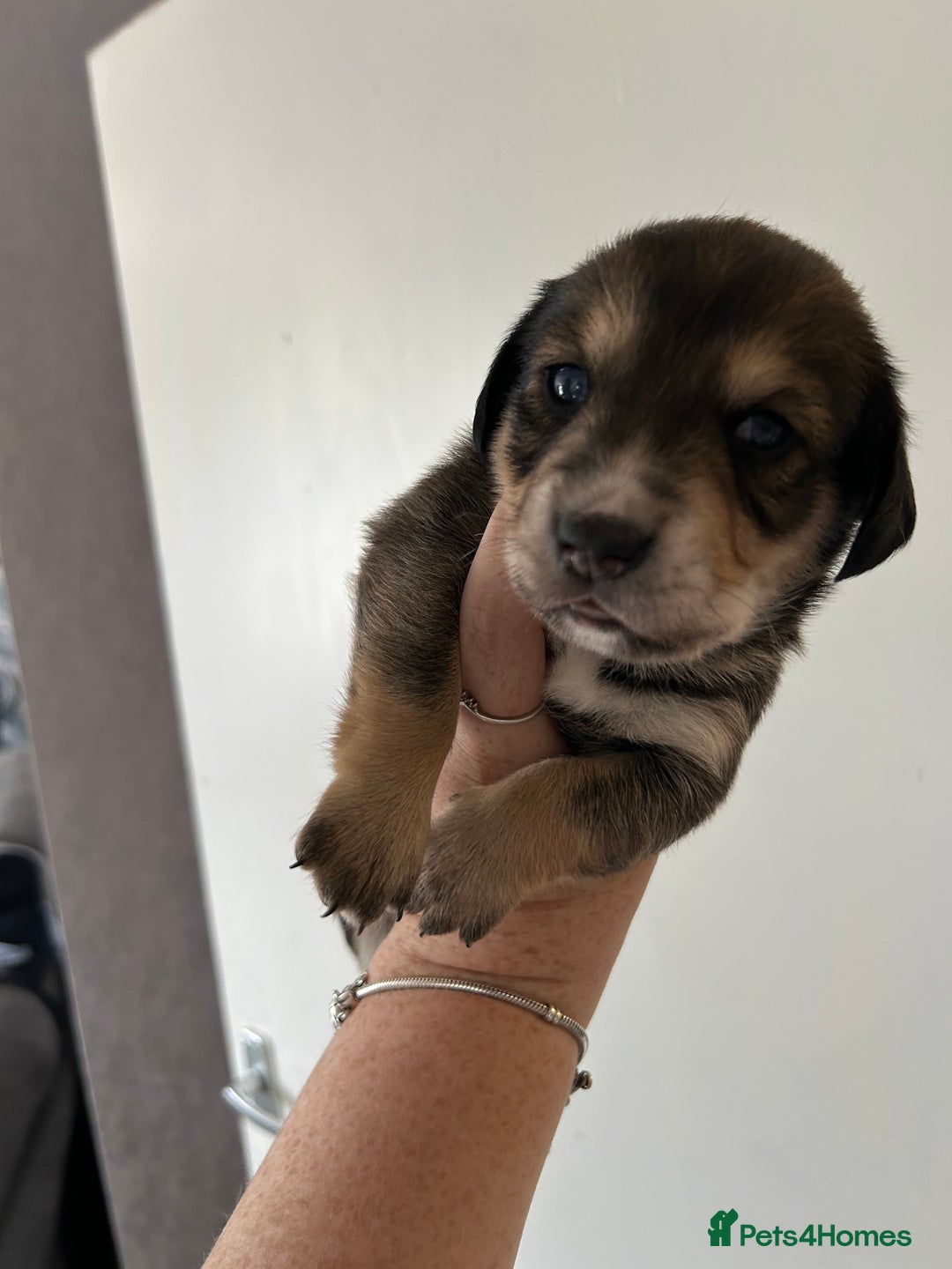 Mixed Breed dogs for sale: Husky cross dashound rare breed  - Image 9