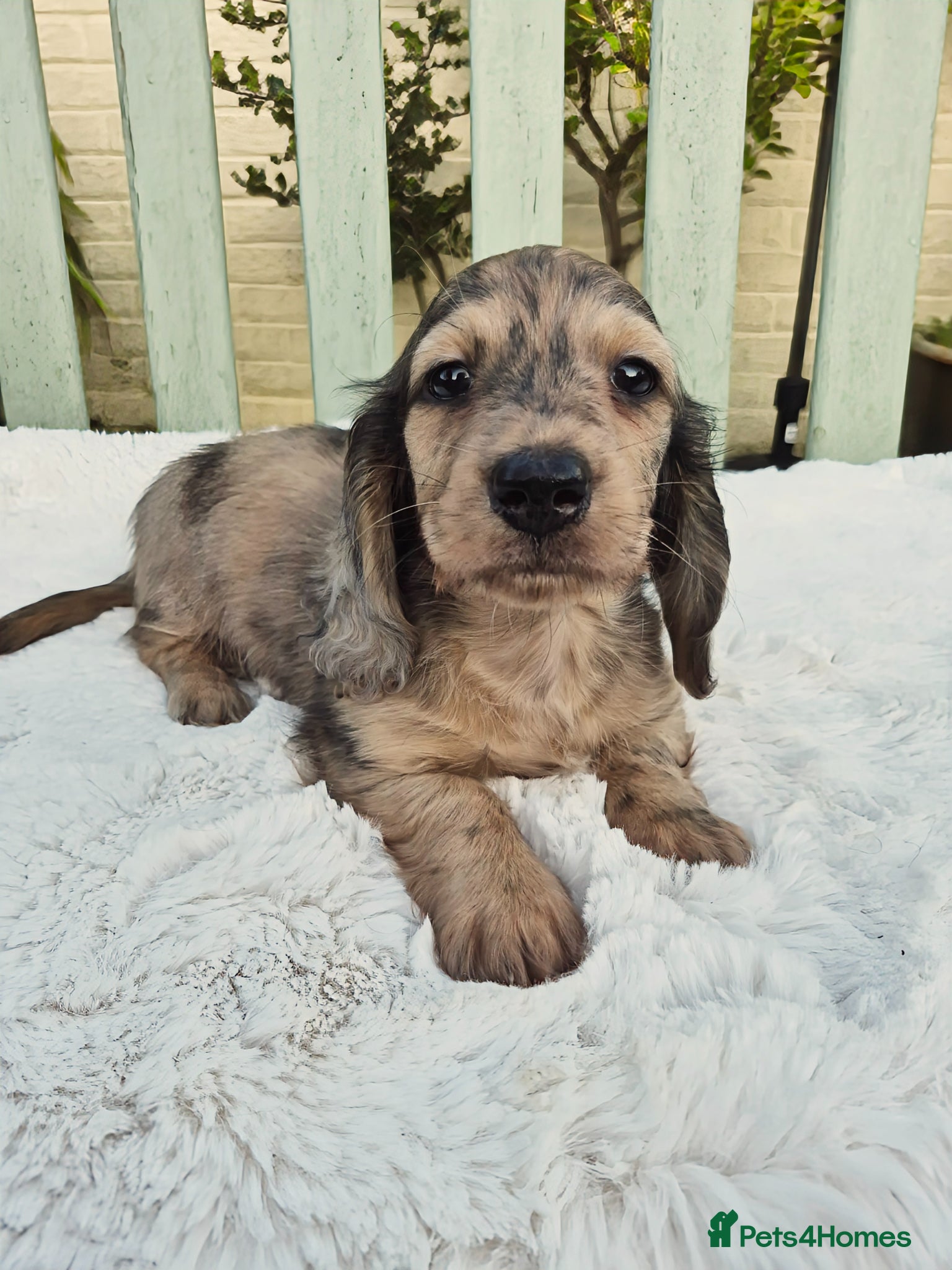 Miniature Dachshund dogs Mini long dachshunds  - Advert 11