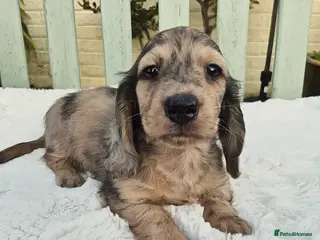 Miniature Dachshund dogs Mini long dachshunds - Advert 11