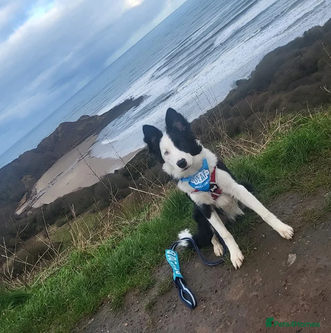 Border Collie dogs for sale: Callie needs a new home  - Advert 16
