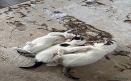 Domestic Shorthair cats for sale: 3 kittens kittens  - Image 9