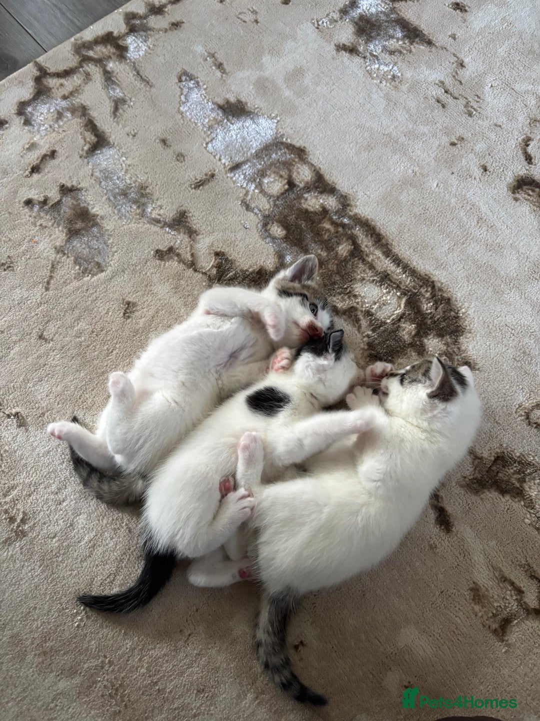 Domestic Shorthair cats for sale: 3 kittens kittens  - Image 9