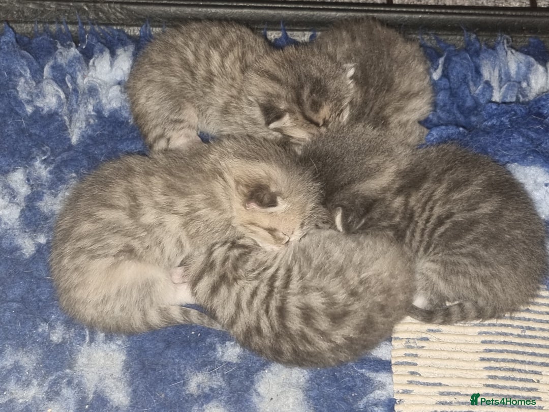 Maine Coon cats for sale: Main coon/ British short hair mix - Image 7