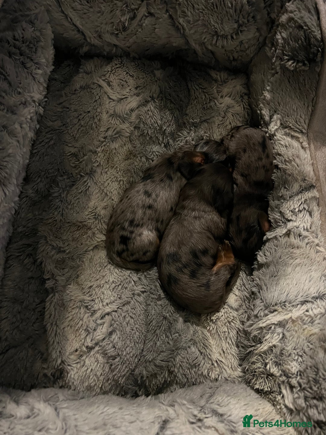 Miniature Dachshund dogs for sale: Long hair miniature dachshund  - Image 5