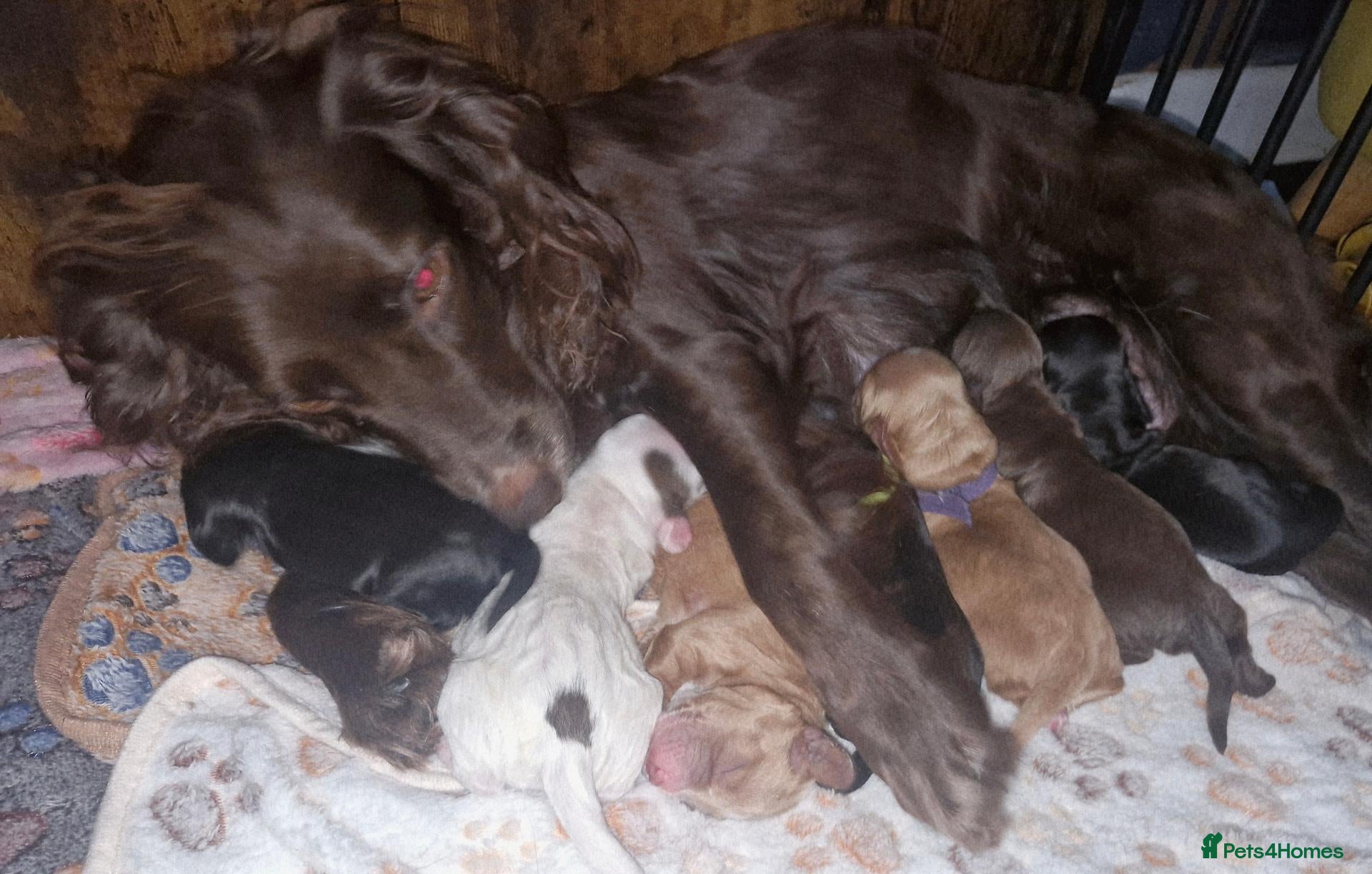 Cockapoo dogs Beautiful F1B cockapoo puppies  - Advert 3