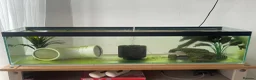 Other/Mixed Breed fish for sale: Albino axolotl  in Nottingham - Advert 3