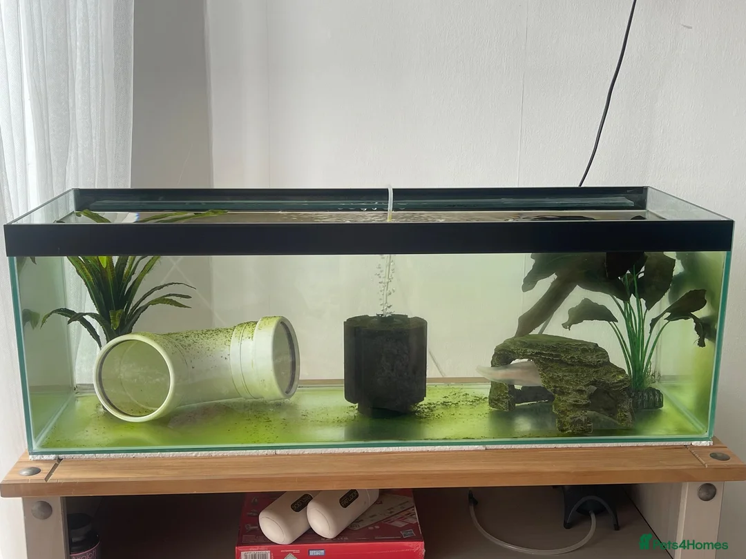 Other/Mixed Breed fish for sale: Albino axolotl  in Nottingham - Advert 3