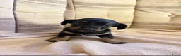 Jackshund dogs for sale: 4 jackrussel x dachshund puppy’s  in King's Lynn - Advert 2