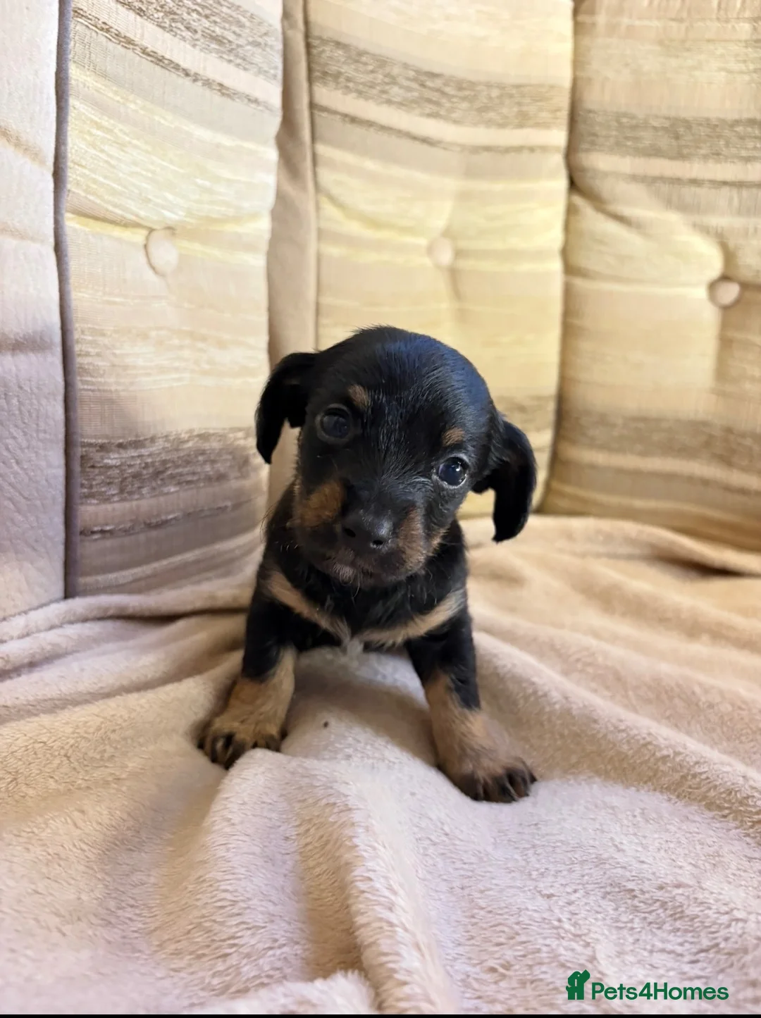 Jackshund dogs for sale: 4 jackrussel x dachshund puppy’s  in King's Lynn - Advert 2