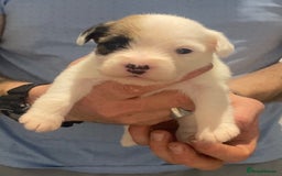 Parson Russell dogs for sale: KC Reg Champion lineage Puppys - Image 25