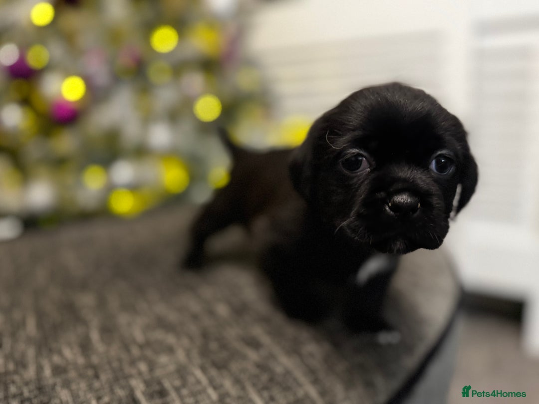 Mixed Breed dogs for sale: Beautiful pups looking for their forever home! - Advert 8