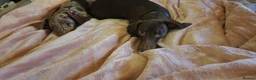 Miniature Dachshund dogs for sale: Chocolate and Tan miniature dachshund - Advert 6